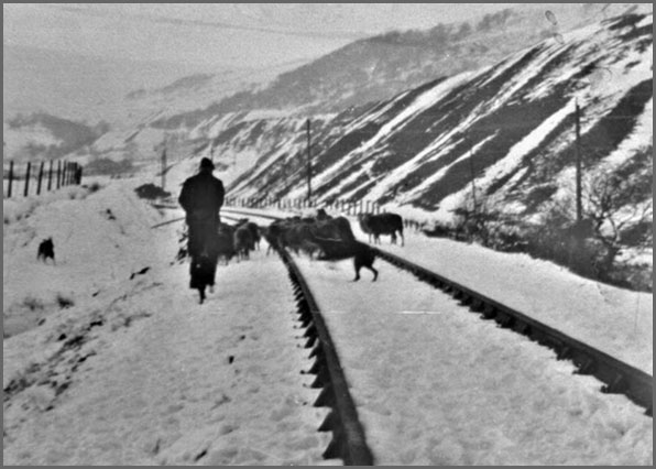 A shepherd in the snow